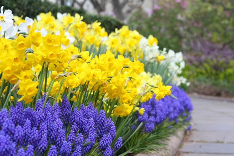jardin bleu jaune création belles contrastes association couleur