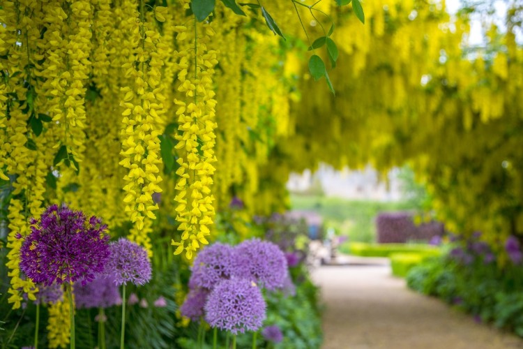 jardin bleu jaune jolies idées pour votre espace extérieur