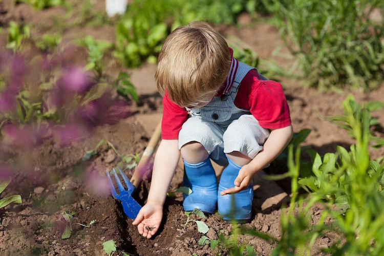 jardinage pour enfants petit garcon planter graines