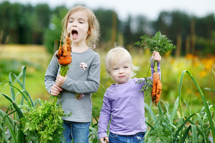 jardinage pour enfants potager carottes