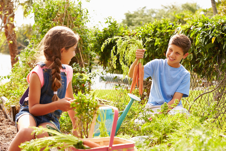 jardiner avec les enfants recolte carottes