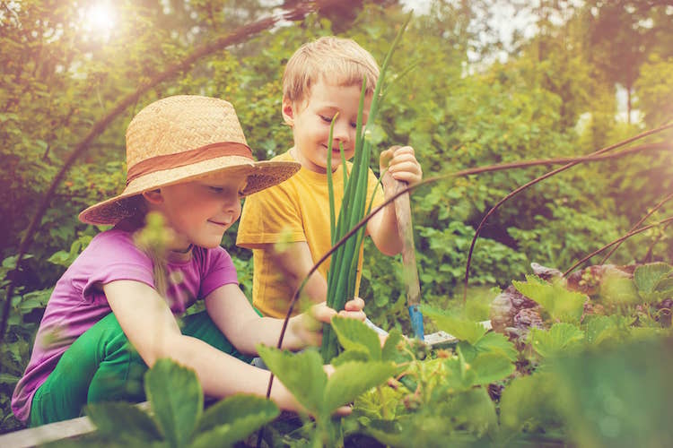jardiner avec les enfants recolte legumes potager