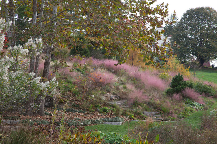 muhlenbergia capillaris en massif pour le jardin en pente