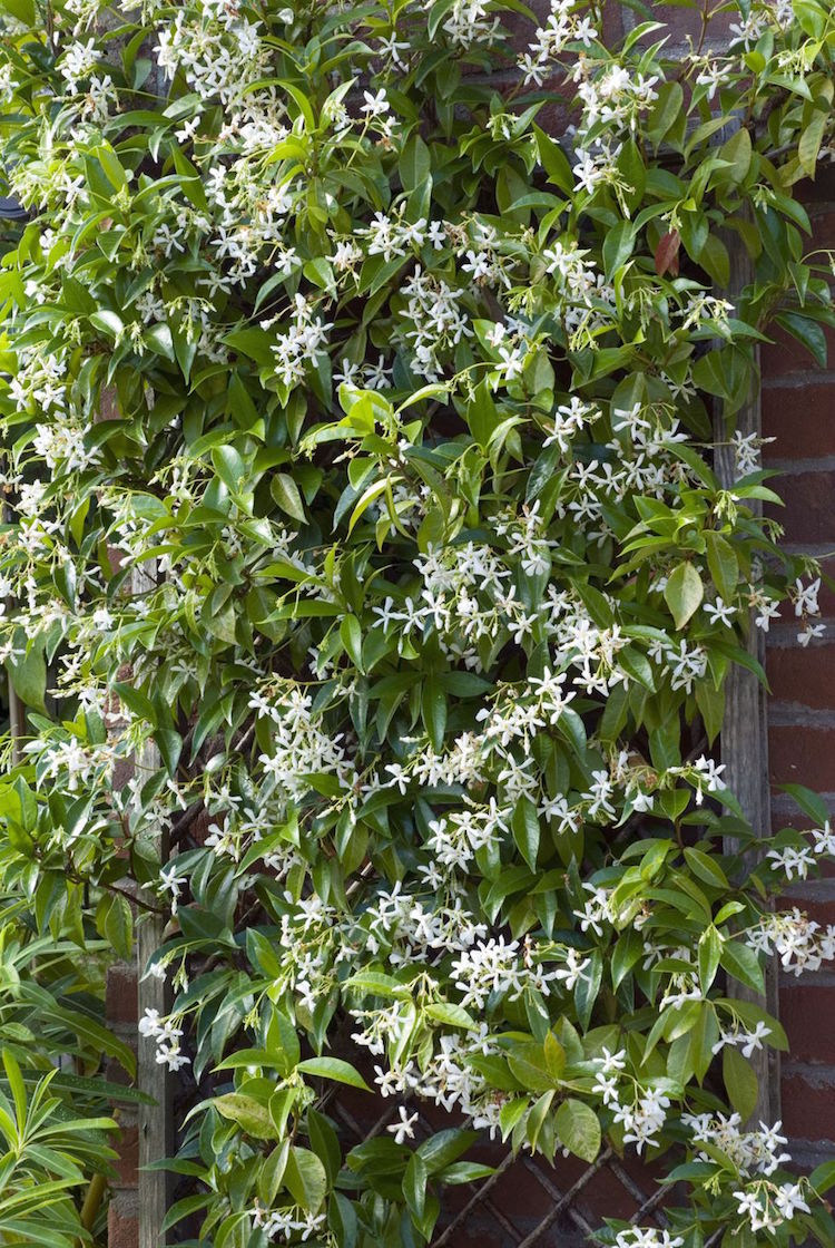 plante grimpante croissance rapide-Trachelospermum jasminoides-Faux jasmin