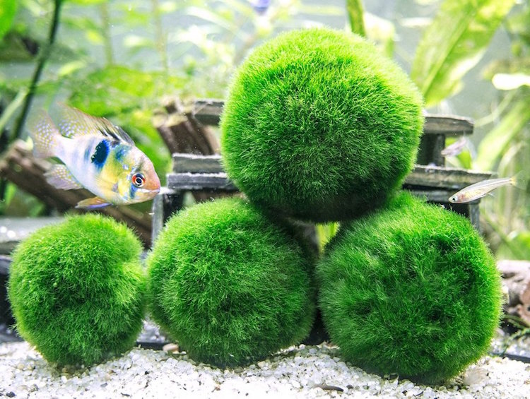 plante verte aquatique - boules de mousse Marimo