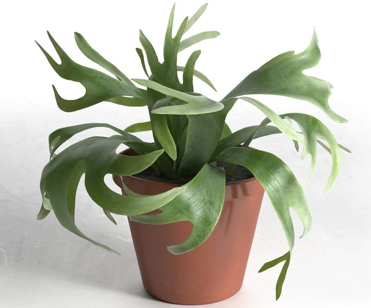 plante verte d'intérieur Platycerium Bifurcatum- bois de cerf en pot