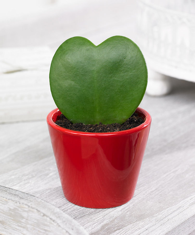 plante verte d'intérieur- cactus japonais Lucky Heart