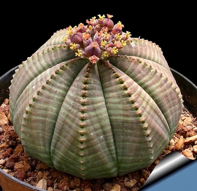 plante verte d'intérieur - cactus sans épines Euphorbia obesa