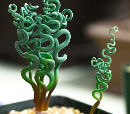 plante verte d'intérieur en forme extraordinaire - Trachyandra