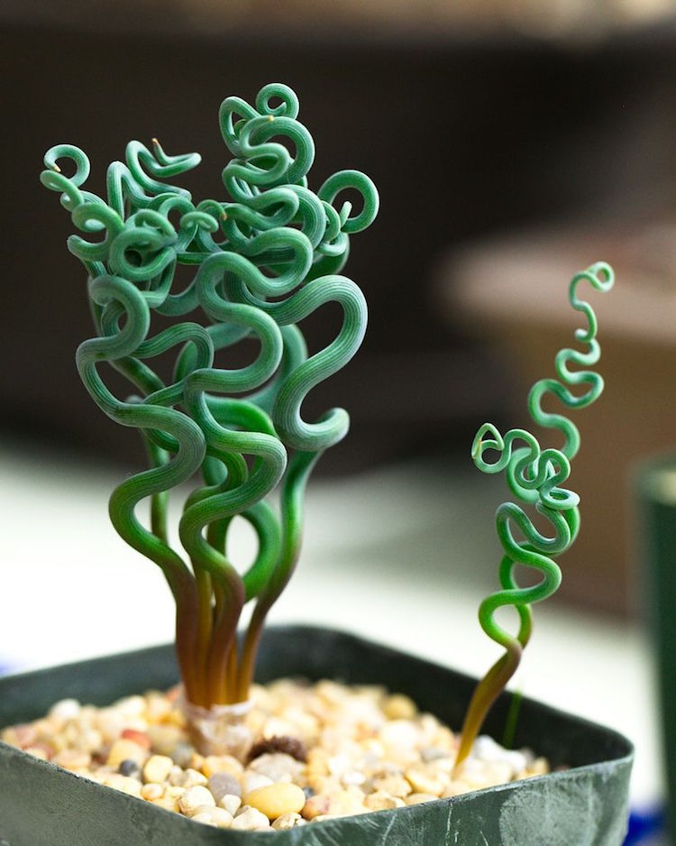 plante verte d'intérieur en forme extraordinaire - Trachyandra
