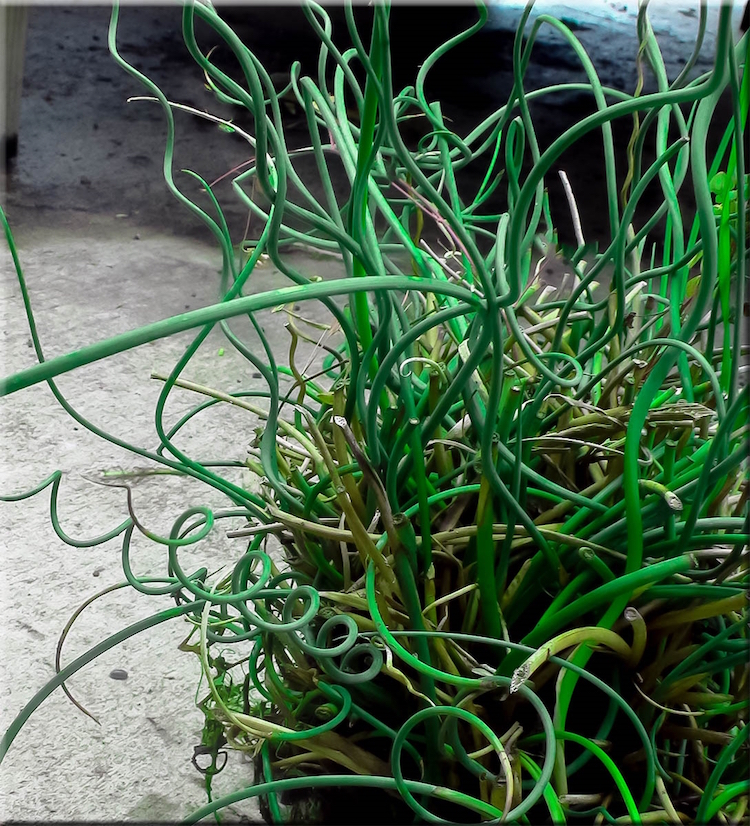 plante verte d'intérieur - herbe poussant en spirale Moraea tortilis