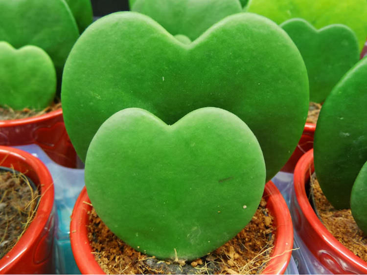 plante verte en forme originale- le cactus Hoya Kerrii