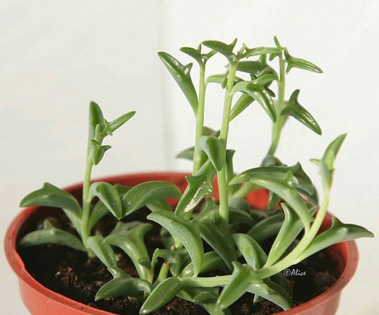plante verte originale Senecio Peregrinus- succulente-dophin
