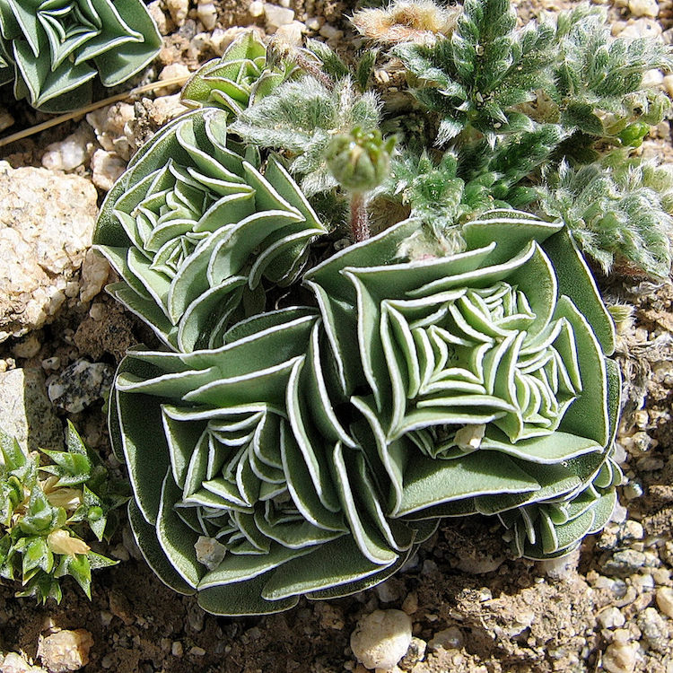 plante verte qui forme des rocaces charnues - Gentiana Urnula