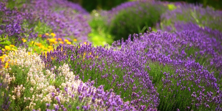 Plantes aromatiques à jolie floraison: 8 herbes magnifiques