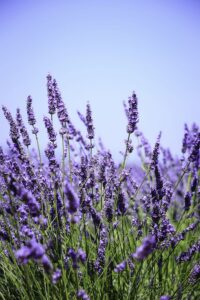 plantes aromatiques qui fleurissent lavande