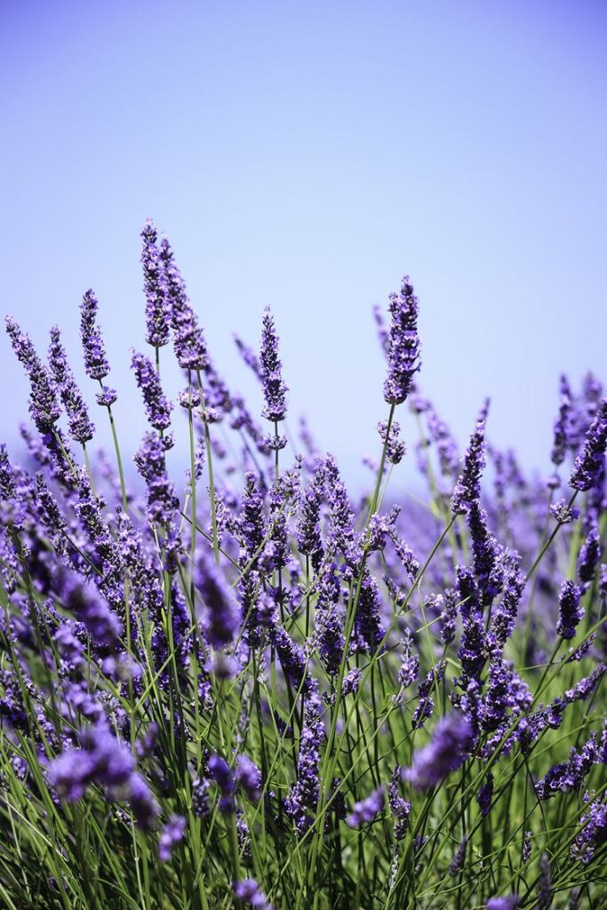 plantes aromatiques qui fleurissent lavande