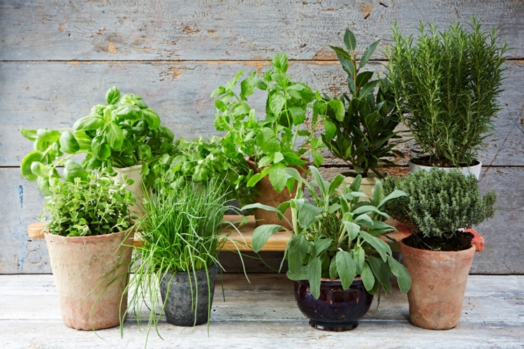quel pot choisir cultiver herbes aromatiques jardin herbes balcon