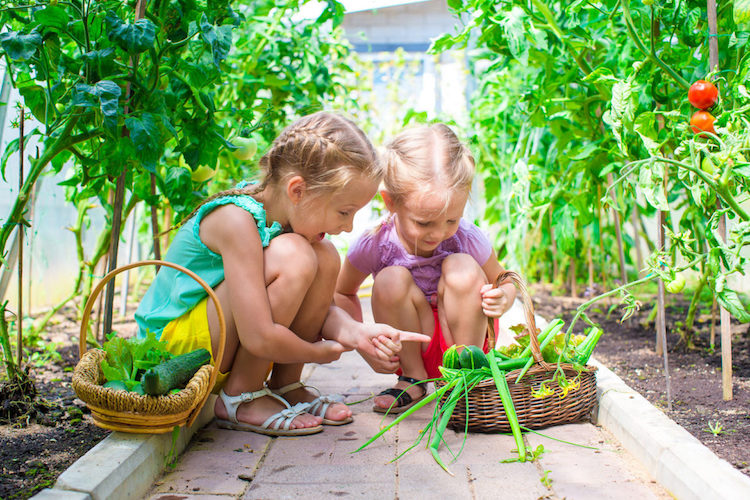 recolte legumes petites filles jardin potager