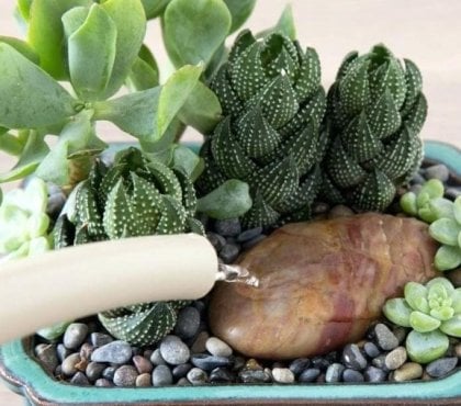 arrosage cactus plantes succulentes conseils pratique fréquence période erreurs éviter