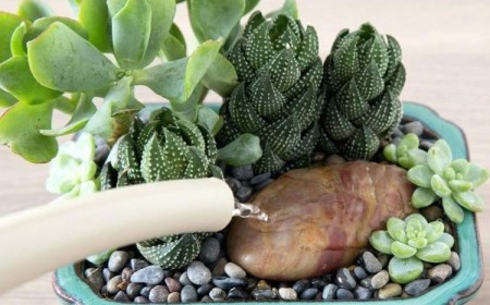 arrosage cactus plantes succulentes conseils pratique fréquence période erreurs éviter