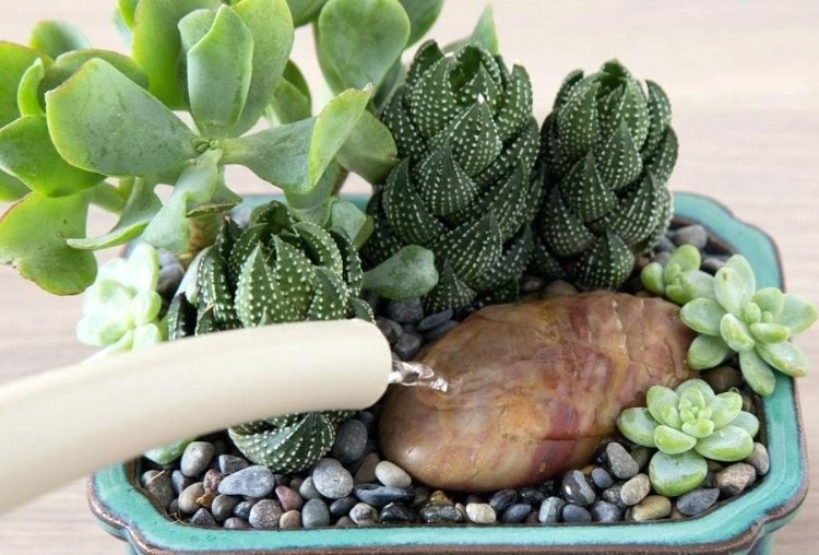 arrosage cactus plantes succulentes conseils pratique fréquence période erreurs éviter