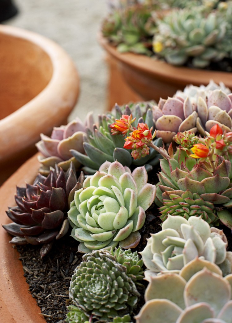 arrosage cactus plantes succulentes conseils trucs astuces pratiques