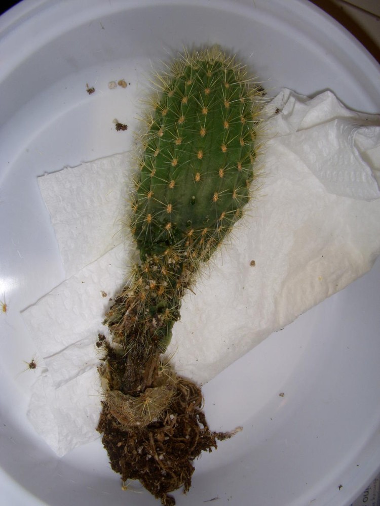 arrosage cactus plantes succulentes grasses extérieures intérieures conseils sous arrosage