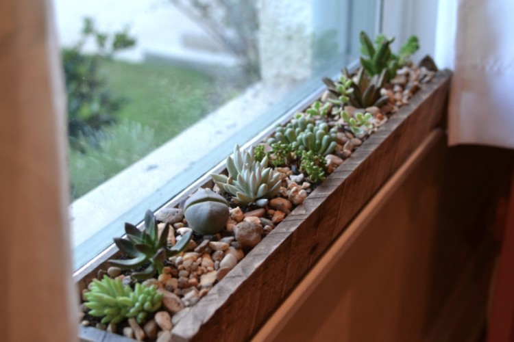 arrosage cactus plantes succulentes idée originale DIY arrangement maison plantes grasses