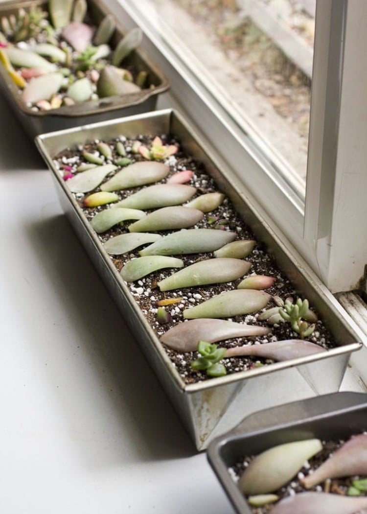 arrosage cactus plantes succulentes méthodes conseils pratiques jardinage