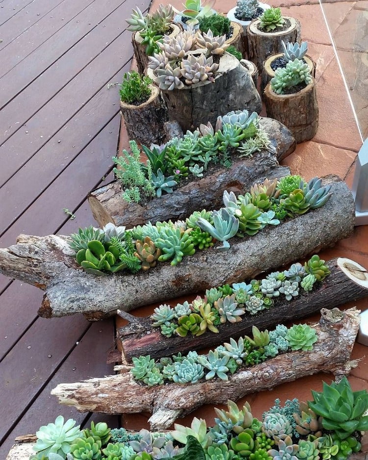 arrosage cactus plantes succulentes plusieurs arrangements bois DIY plantes grasses