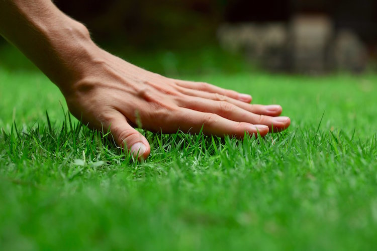 comment bien entretenir sa pelouse etapes indispensables conseils utiles