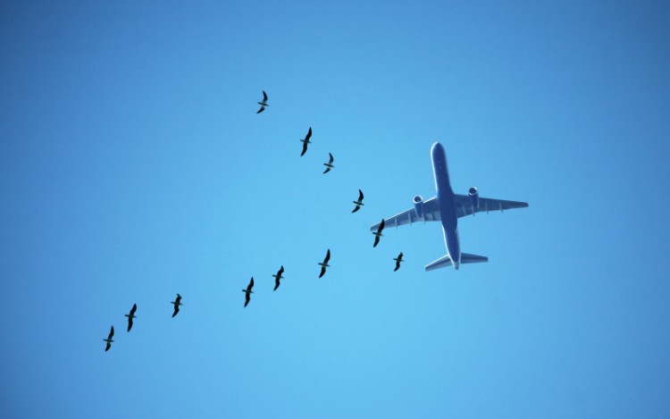 comment surmonter la peur de l'avion top idées lutter contre panique pendant vol avion