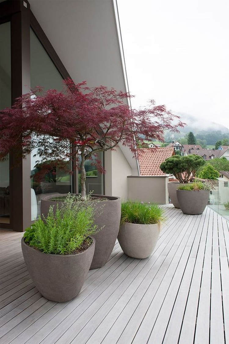 cultiver arbre en pot erable du japon terrasse