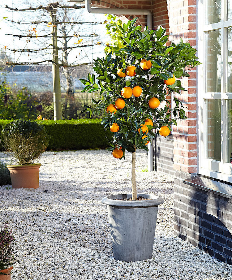cultiver arbre en pot mini oranger