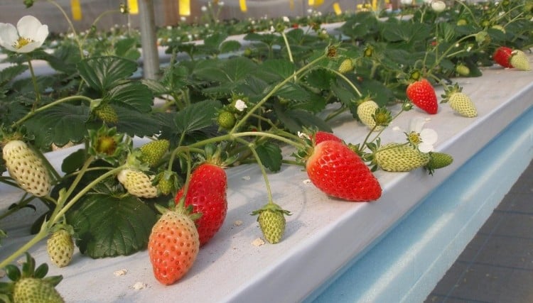 culture hors-sol différences entre les systèmes fraises