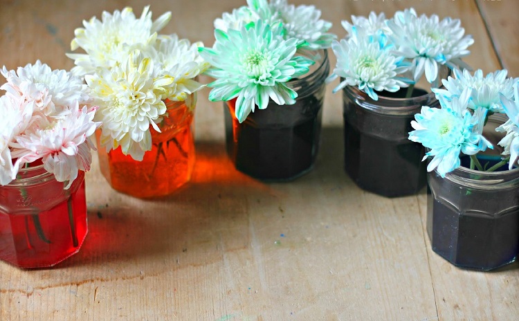 expérience scientifique enfant idée DIY coloration fleurs domiciles avec pots verre eau colorée