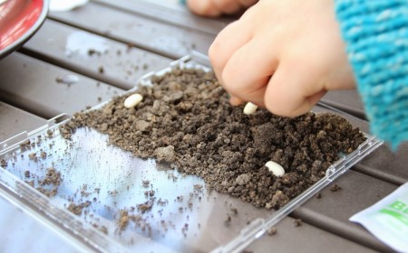 expérience scientifique pour enfant comment cultiver graines haricot dans boîte CD