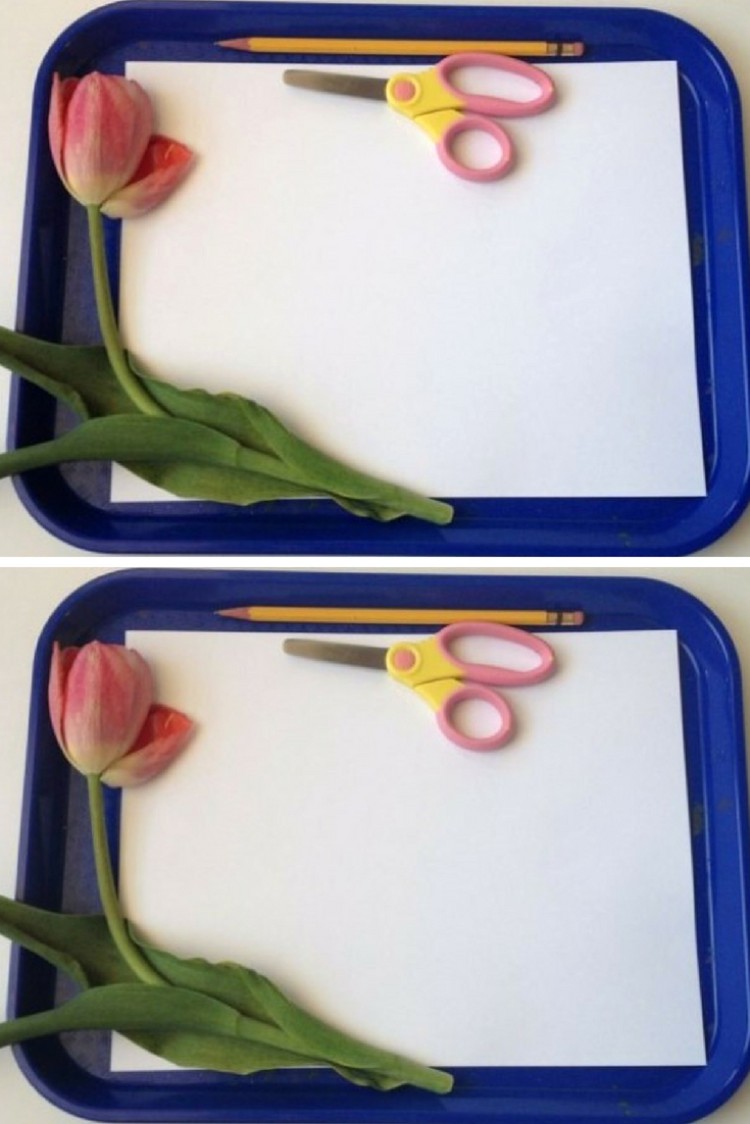 expérience scientifique pour enfant dissection plantes idée DIY amusante