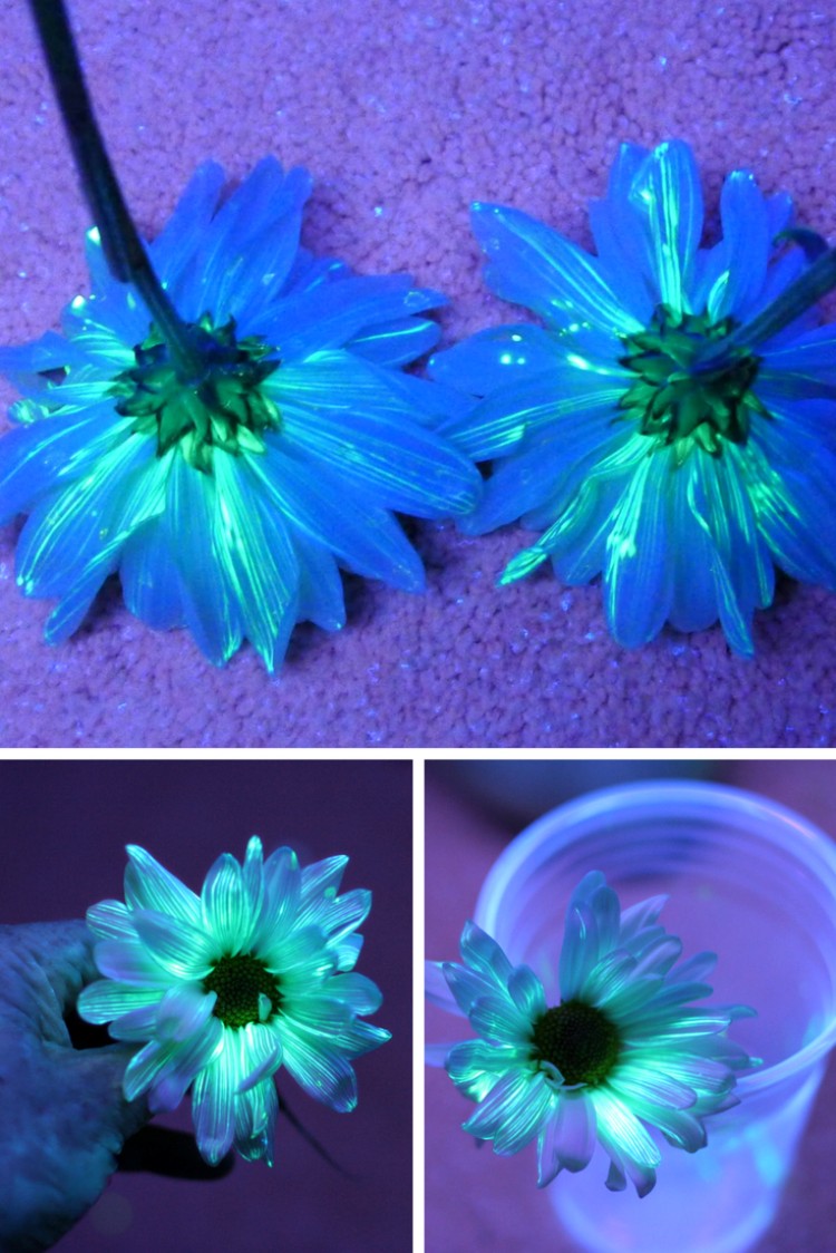expérience scientifique pour enfant fleurs coloration lumineuse DIY eau tonique