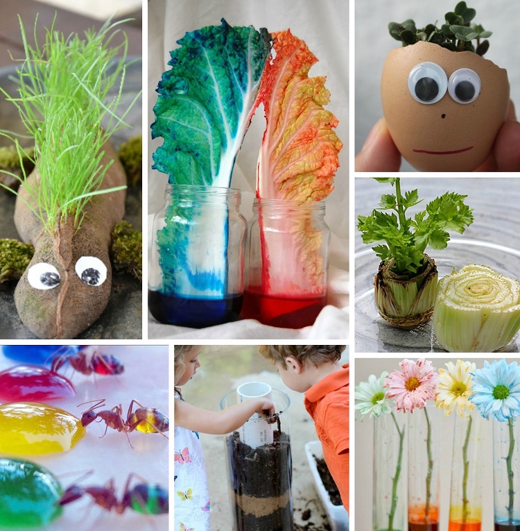 expérience scientifique pour enfant idées estivales DIY réaliser avec plantes activités famille