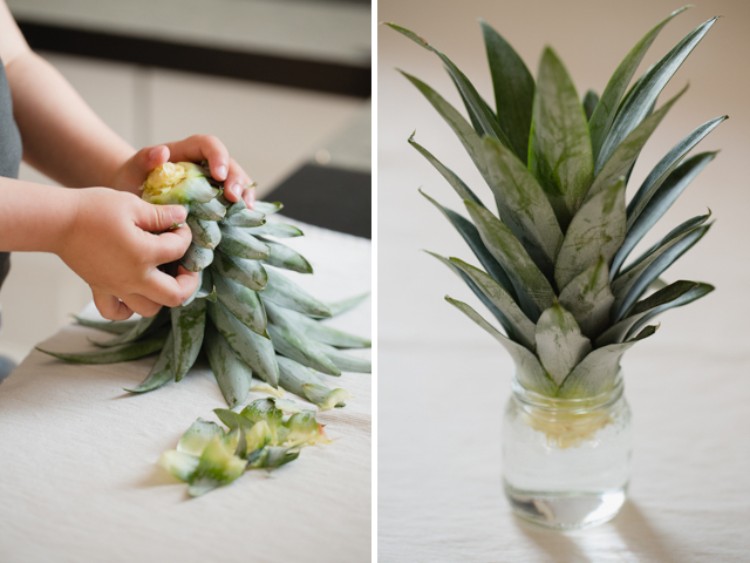 expérience scientifique pour enfant jardinage avec déchets alimentaires ananas idée DIY