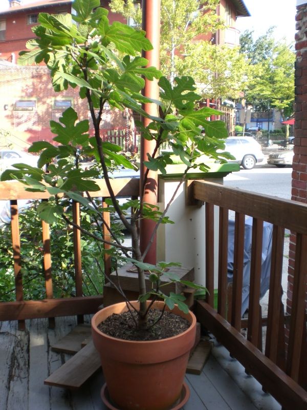 figuier en pot sur la terrasse