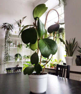 hoya kerrii tout savoir sur cette plante magnifique