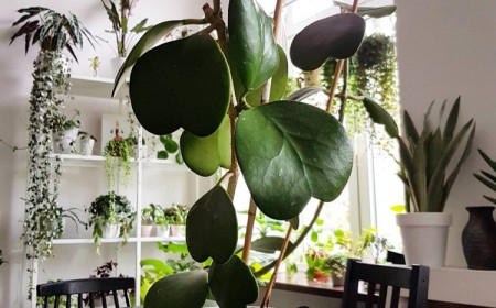 hoya kerrii tout savoir sur cette plante magnifique