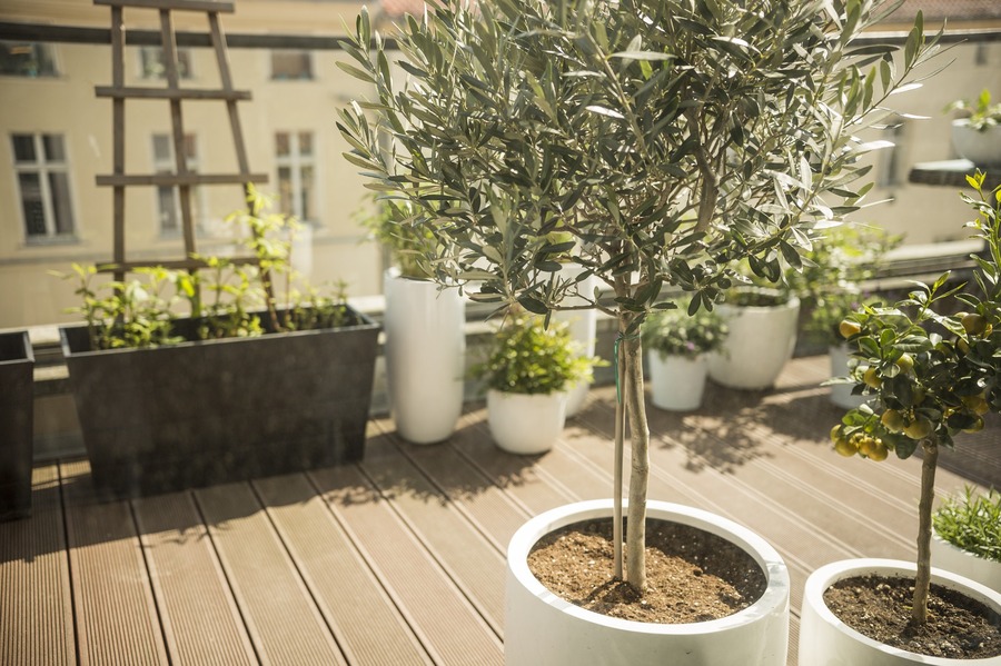l'olivier comme arbre en pot extérieur