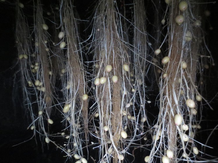 racines de pommes de terre en culture aéroponique