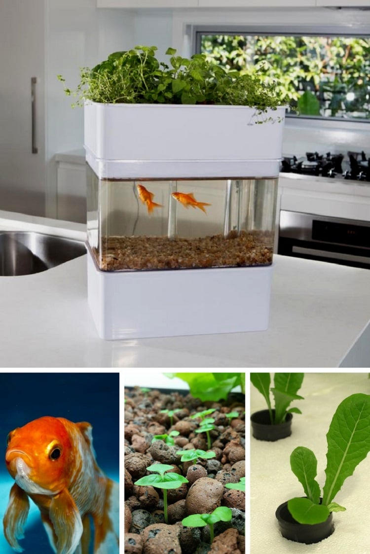 système aquaponique DIY maison idée mode culture écologique élevage plantes poissons