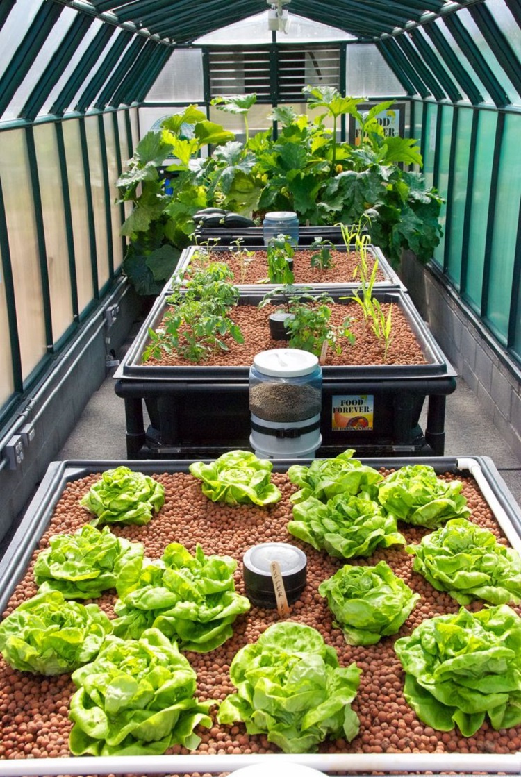 système aquaponique jardinage moderne saine mode culture légumes organiques maison élévage poissons