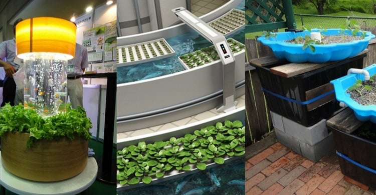 système aquaponique technique culture légumes frais maison élévage poissons idée création mini écosystème chez vous jardinage sain